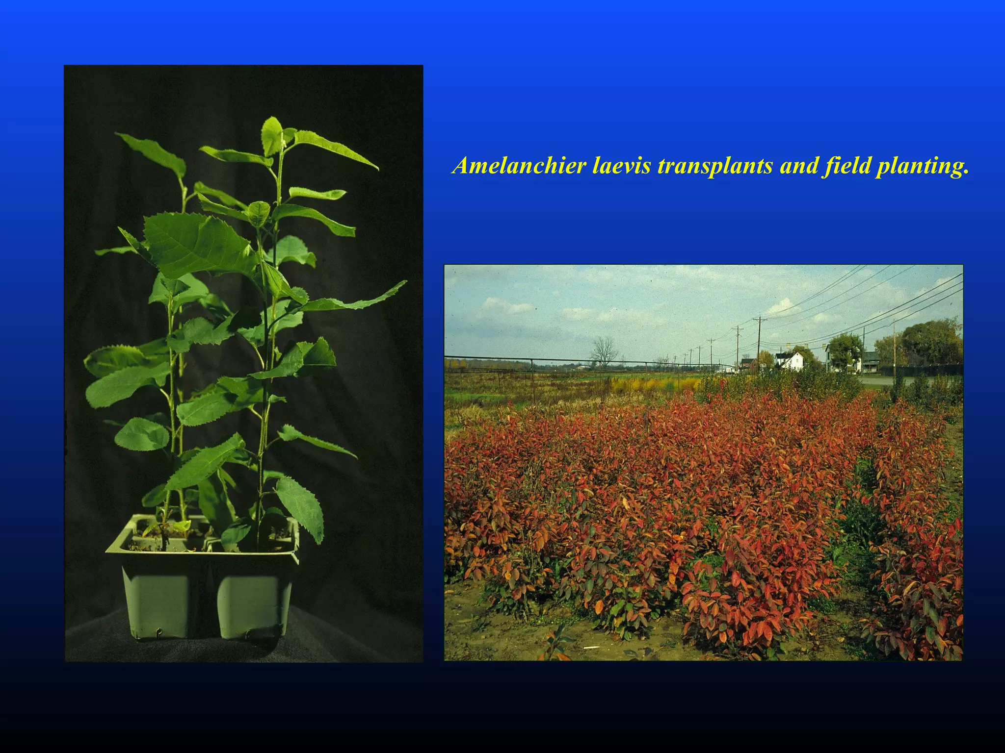 Amelanchier laevis transplants and field planting.
 