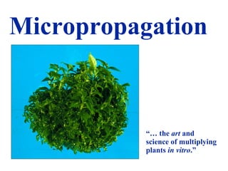 Micropropagation
“… the art and
science of multiplying
plants in vitro.”
 