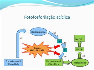 Fotofosforilação acíclica


                     Plastoquinona          2e
             2e                                                     -
                                                              NADP
                                                 Y
                                                       2e
                        Energia
                     ADP + Pi → ATP                    Z      NADP

                                                       2e            2e

Fotossistema II                       Fotossistema I
                                                             Ferredoxina
  Clorofila b                           Clorofila a     2e
 
