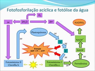 Fotofosforilação acíclica e fotólise da água
                                O2

 2e               2H2O                      2H+                  NADPH2



                         Plastoquinona            2e
             2e                                                         -
                                                                  NADP
                                                       Y
                                                           2e
                            Energia
                         ADP + Pi → ATP                    Z      NADP

                                                           2e            2e

Fotossistema II                           Fotossistema I
                                                                 Ferredoxina
  Clorofila b                               Clorofila a     2e
 