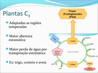 Plantas C3
                                   Triose
                               (Fosfoglicerato)
                                    (PGA)

 Adaptadas as regiões
  temperadas

 Maior abertura
  estomática

 Maior perda de água por
  transpiração estomática

 Ex: trigo, centeio e aveia
 