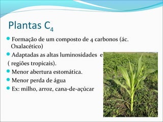 Plantas C4
Formação de um composto de 4 carbonos (ác.
  Oxalacético)
Adaptadas as altas luminosidades e altas temperaturas
( regiões tropicais).
Menor abertura estomática.
Menor perda de água
Ex: milho, arroz, cana-de-açúcar
 
