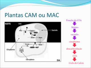 Plantas CAM ou MAC
                     Fixação do CO2


                         Malato


                         vacúolo


                       citoplasma


                     descarboxilação


                           CO2


                       Ciclo de Calvin
 