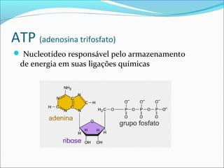 ATP (adenosina trifosfato)
 Nucleotídeo responsável pelo armazenamento
  de energia em suas ligações químicas
 