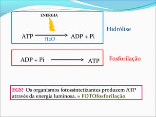 ENERGIA


                                      Hidrólise
   ATP       H2O       ADP + Pi


   ADP + Pi                   ATP      Fosforilação




EGS! Os organismos fotossintetizantes produzem ATP
através da energia luminosa. = FOTOfosforilação
 