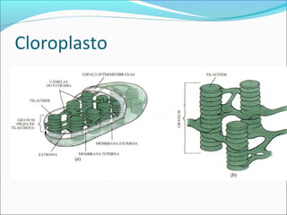 Cloroplasto
 