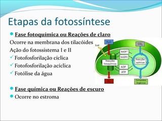 Etapas da fotossíntese
Fase fotoquímica ou Reações de claro
Ocorre na membrana dos tilacóides
Ação do fotossistema I e II
 Fotofosforilação cíclica
 Fotofosforilação acíclica
 Fotólise da água


Fase química ou Reações de escuro
Ocorre no estroma
 