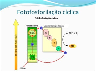 Fotofosforilação cíclica
          Cadeia transportadora




               X
                    Y

                        Z
 