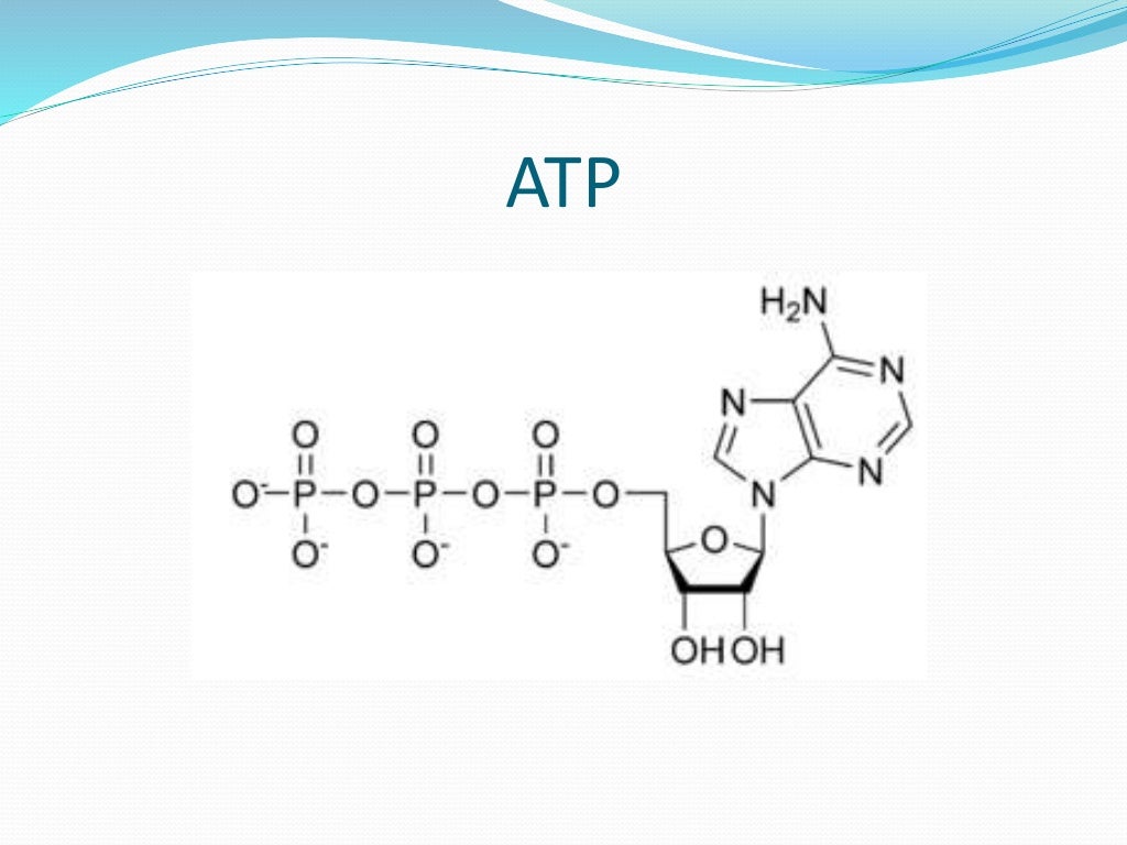 Atp estructura y función