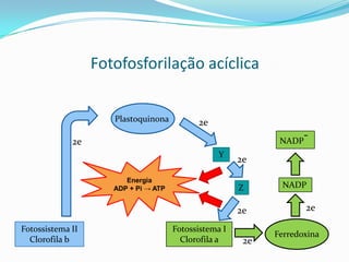 Fotofosforilação acíclica


                     Plastoquinona          2e
                                                              NADP
                                                                     -
             2e
                                                  Y
                                                       2e

                        Energia
                     ADP + Pi → ATP                    Z      NADP

                                                       2e            2e

Fotossistema II                       Fotossistema I
                                                             Ferredoxina
  Clorofila b                           Clorofila a     2e
 