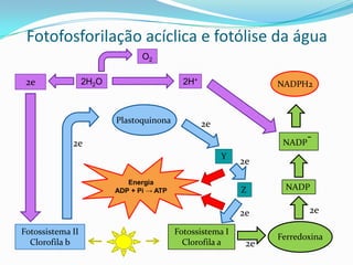 Fotofosforilação acíclica e fotólise da água
                                O2

 2e               2H2O                      2H+                  NADPH2



                         Plastoquinona            2e
                                                                  NADP
                                                                         -
             2e
                                                       Y
                                                           2e

                            Energia
                         ADP + Pi → ATP                    Z      NADP

                                                           2e            2e

Fotossistema II                           Fotossistema I
                                                                 Ferredoxina
  Clorofila b                               Clorofila a     2e
 