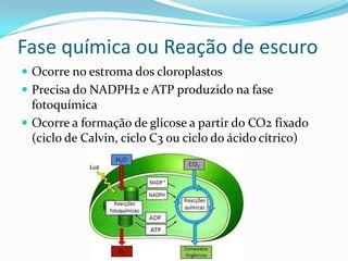 Fase química ou Reação de escuro
 Ocorre no estroma dos cloroplastos
 Precisa do NADPH2 e ATP produzido na fase
  fotoquímica
 Ocorre a formação de glicose a partir do CO2 fixado
  (ciclo de Calvin, ciclo C3 ou ciclo do ácido cítrico)
 