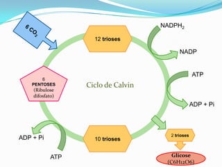 NADPH2

                    12 trioses

                                          NADP


                                                  ATP
        6
    PENTOSES      Ciclo de Calvin
    (Ribulose
    difosfato)
                                                  ADP + Pi



                                      2 trioses
ADP + Pi            10 trioses


            ATP                        Glicose
                                     (C6H12O6)
 