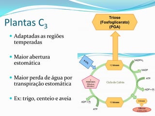 Triose
Plantas C3                      (Fosfoglicerato)
                                     (PGA)

  Adaptadas as regiões
   temperadas

  Maior abertura
   estomática

  Maior perda de água por
   transpiração estomática

  Ex: trigo, centeio e aveia
 