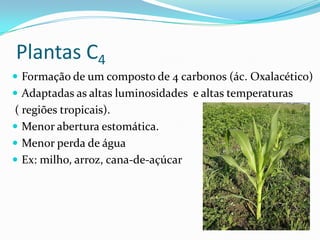 Plantas C4
 Formação de um composto de 4 carbonos (ác. Oxalacético)
 Adaptadas as altas luminosidades e altas temperaturas
( regiões tropicais).
 Menor abertura estomática.
 Menor perda de água
 Ex: milho, arroz, cana-de-açúcar
 