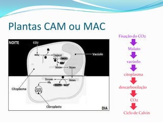 Plantas CAM ou MAC
                     Fixação do CO2


                         Malato


                         vacúolo


                       citoplasma


                     descarboxilação


                           CO2


                       Ciclo de Calvin
 