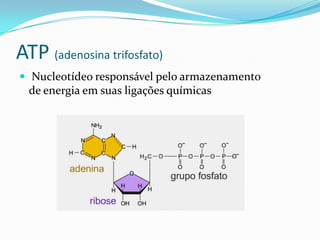 ATP (adenosina trifosfato)
 Nucleotídeo responsável pelo armazenamento
  de energia em suas ligações químicas
 