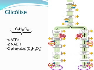 Glicólise

     C6H12O6

•4 ATPs
•2 NADH
•2 piruvatos (C3H3O3)
 