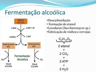 Fermentação alcoólica
              •Descarboxilação
              • Formação de etanol
              •Leveduras (Saccharomyces sp.)
              •Fabricação de vinhos e cervejas

                      C6H12O6

                      2 etanol
                         +
                       2 CO2
                         +
                       2 ATP
                         +
                       2 H2O
 