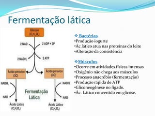 Fermentação lática
               Bactérias
              •Produção iogurte
              •Ác.lático atua nas proteínas do leite
              •Alteração da consistência

              Músculos
              •Ocorre em atividades físicas intensas
              •Oxigênio não chega aos músculos
              •Processo anaeróbio (fermentação)
              •Produção rápida de ATP
              •Gliconeogênese no fígado.
              •Ác. Lático convertido em glicose.
 