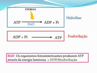 ENERGIA


                                      Hidrólise
    ATP       H2O       ADP + Pi


   ADP + Pi                    ATP     Fosforilação




EGS! Os organismos fotossintetizantes produzem ATP
através da energia luminosa. = FOTOfosforilação
 
