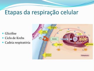 Etapas da respiração celular


 Glicólise
 Ciclo de Krebs
 Cadeia respiratória
 