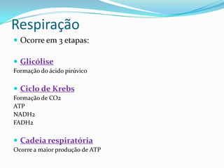 Respiração
 Ocorre em 3 etapas:

 Glicólise
Formação do ácido pirúvico

 Ciclo de Krebs
Formação de CO2
ATP
NADH2
FADH2

 Cadeia respiratória
Ocorre a maior produção de ATP
 
