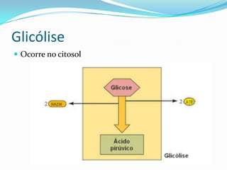 Glicólise
 Ocorre no citosol
 