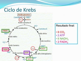 Ciclo de Krebs

                 Resultado final:

                 • 6 CO2
                 • 2 ATP
                 • 6 NADH2
                 • 2 FADH2
 