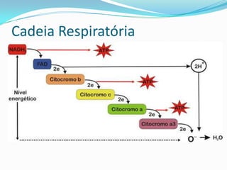 Cadeia Respiratória
 