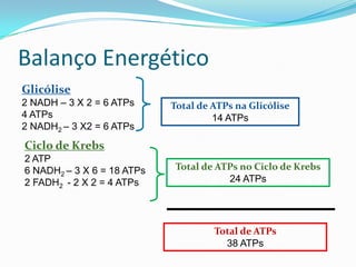 Balanço Energético
Glicólise
2 NADH – 3 X 2 = 6 ATPs     Total de ATPs na Glicólise
4 ATPs                               14 ATPs
2 NADH2 – 3 X2 = 6 ATPs
Ciclo de Krebs
2 ATP
6 NADH2 – 3 X 6 = 18 ATPs    Total de ATPs no Ciclo de Krebs
2 FADH2 - 2 X 2 = 4 ATPs                24 ATPs




                                     Total de ATPs
                                       38 ATPs
 
