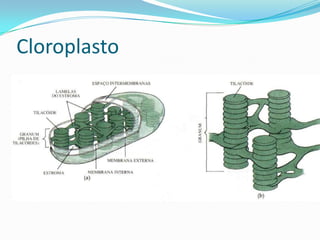 Cloroplasto
 