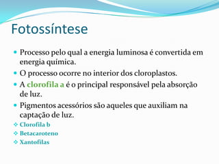 Fotossíntese
 Processo pelo qual a energia luminosa é convertida em
  energia química.
 O processo ocorre no interior dos cloroplastos.
 A clorofila a é o principal responsável pela absorção
  de luz.
 Pigmentos acessórios são aqueles que auxiliam na
  captação de luz.
 Clorofila b
 Betacaroteno
 Xantofilas
 