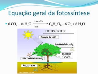 Equação geral da fotossíntese
                   clorofila
 6 CO2 + 12 H2O               C6H12O6 + 6 O2 + 6 H2O
                   luz
 