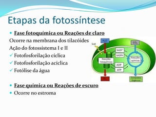 Etapas da fotossíntese
 Fase fotoquímica ou Reações de claro
Ocorre na membrana dos tilacóides
Ação do fotossistema I e II
 Fotofosforilação cíclica
 Fotofosforilação acíclica
 Fotólise da água


 Fase química ou Reações de escuro
 Ocorre no estroma
 