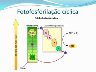 Fotofosforilação cíclica
          Cadeia transportadora




               X
                    Y

                        Z
 