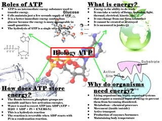 Roles of ATP
•
•
•
•

ATP is an intermediate energy substance used to
transfer energy.
Cells maintain just a few seconds supply of ATP
It is a better immediate energy source than
glucose because the energy is more manageable in
small quantities.
The hydrolysis of ATP is a single step reaction

What is energy?
•
•
•
•
•

Energy is the ability to do work
It can take a variety of forms, including light,
thermal, electrical, kinetic, etc.
It can change from one form to another
It cannot be created or destroyed
It is measured in joules (j)

Biology ATP

How does ATP store
energy?
•
•
•
•

The Bonds between phosphate groups are
unstable and have low activation energies.
Water is used to covert ATP into ADP (ATP +
H2O  ADP + Pi + ENERGY)
This is a hydrolysis reaction
The reaction is reversible when ADP reacts with
Pi in a condensation reaction.

Why do organisms
need energy?
•
•
•
•
•
•

Living organisms are highly organised systems
that require a constant input of energy to prevent
them from becoming disordered.
Metabolism – chemical processes
Movement (inside/outside)
Active transport
Production of enzymes/hormones
Maintaining body temperature

 