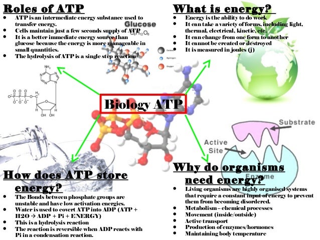 Why Atp Is Better Than Glucose Wasfa Blog