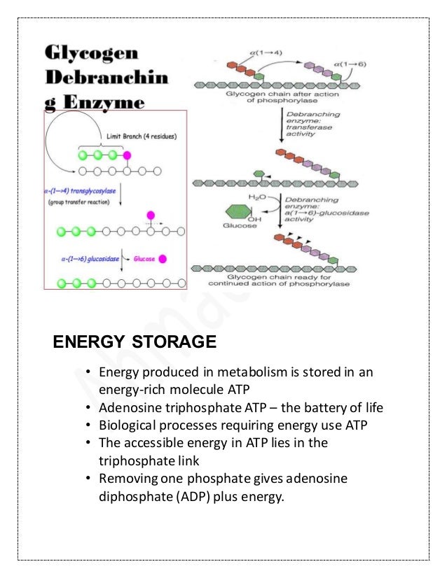 Atp pc energy system