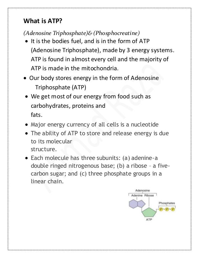 Atp pc energy system