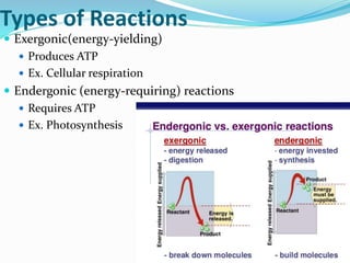 Types of Reactions
 Exergonic(energy-yielding)
 Produces ATP
 Ex. Cellular respiration
 Endergonic (energy-requiring) reactions
 Requires ATP
 Ex. Photosynthesis
 