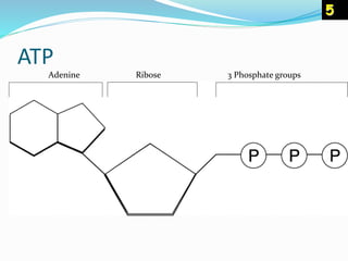 ATP
Adenine Ribose 3 Phosphate groups
5
 