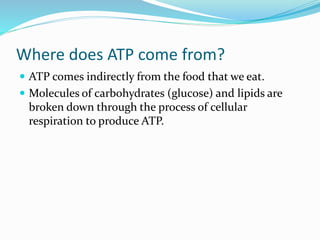 Where does ATP come from?
 ATP comes indirectly from the food that we eat.
 Molecules of carbohydrates (glucose) and lipids are
broken down through the process of cellular
respiration to produce ATP.
 