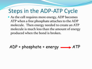 Steps in the ADP-ATP Cycle
 As the cell requires more energy, ADP becomes
ATP when a free phosphate attaches to the ADP
molecule. Then energy needed to create an ATP
molecule is much less than the amount of energy
produced when the bond is broken.
ADP + phosphate + energy ATP
 