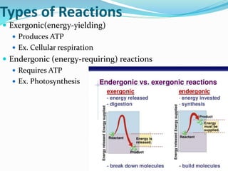 ATP VS ADP
ATP ADP
Main energy source for the cell Contains Less energy
Contains 3 phosphate groups
(triphosphate)
Contain...