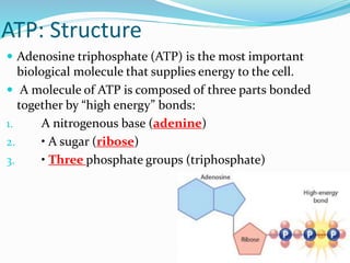ATP: Structure
 Adenosine triphosphate (ATP) is the most important
biological molecule that supplies energy to the cell.
...