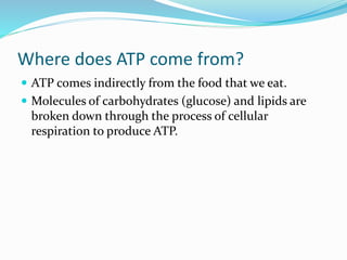 Where does ATP come from?
 ATP comes indirectly from the food that we eat.
 Molecules of carbohydrates (glucose) and lip...