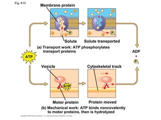 Atp production | PPT
