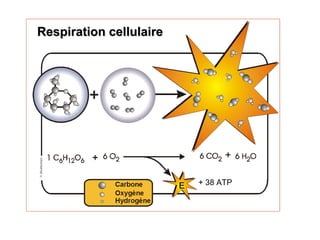 C6H12O6 + 6 O2 -> 6 CO2 + 6 H2O
38 ATP formés
MMM
Respiration cellulaireRespiration cellulaire
+ 38 ATP
 
