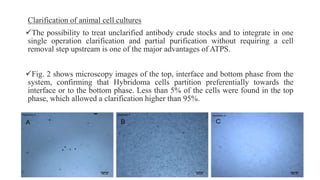 Clarification of animal cell cultures
The possibility to treat unclarified antibody crude stocks and to integrate in one
single operation clarification and partial purification without requiring a cell
removal step upstream is one of the major advantages of ATPS.
Fig. 2 shows microscopy images of the top, interface and bottom phase from the
system, confirming that Hybridoma cells partition preferentially towards the
interface or to the bottom phase. Less than 5% of the cells were found in the top
phase, which allowed a clarification higher than 95%.
 